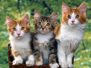 [Video] Tingkah Kucing-kucing Mungil Ini Ngegemesin