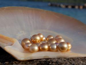 Berburu Mutiara di Pearl Festival Lombok